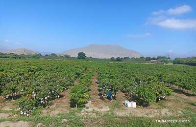 A&M LEXA EXPORT SAC, inicia cosecha en la zona del Moro